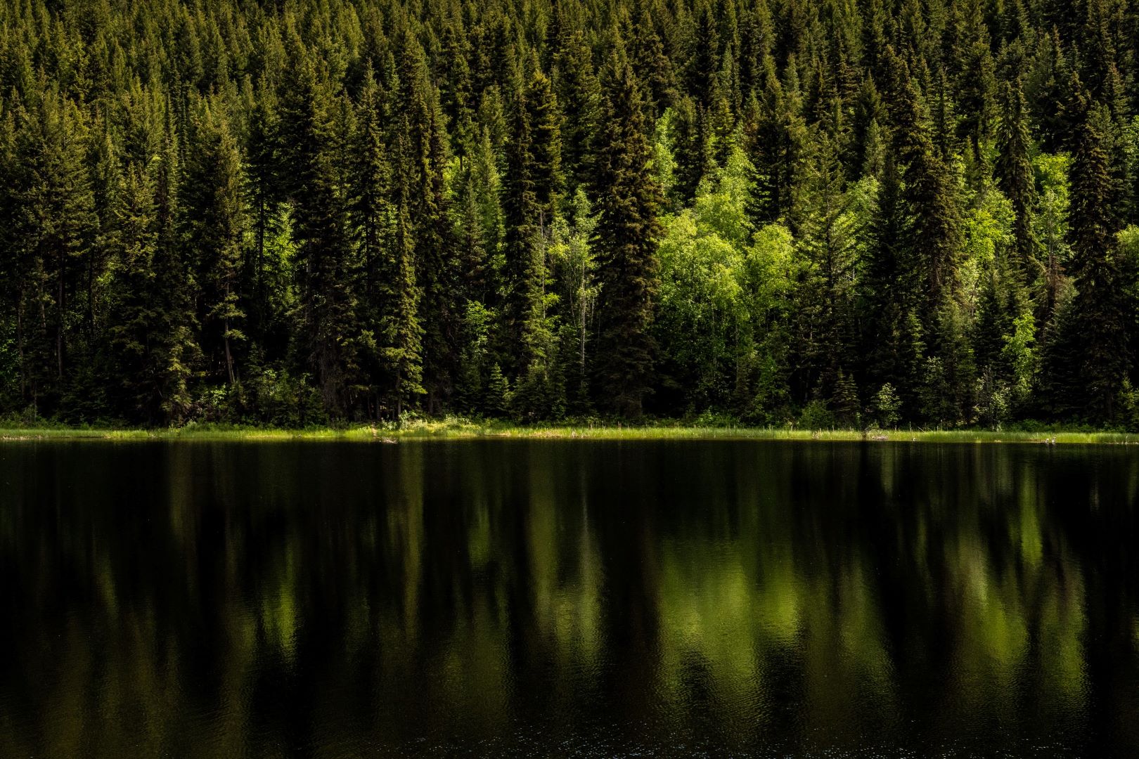 An old-growth forest reflected into a small lake near 100 Mile House, British Columbia.