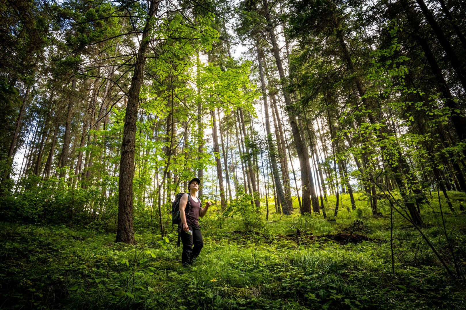 A forester stands in a young forest near Lillooet, British Columbia.