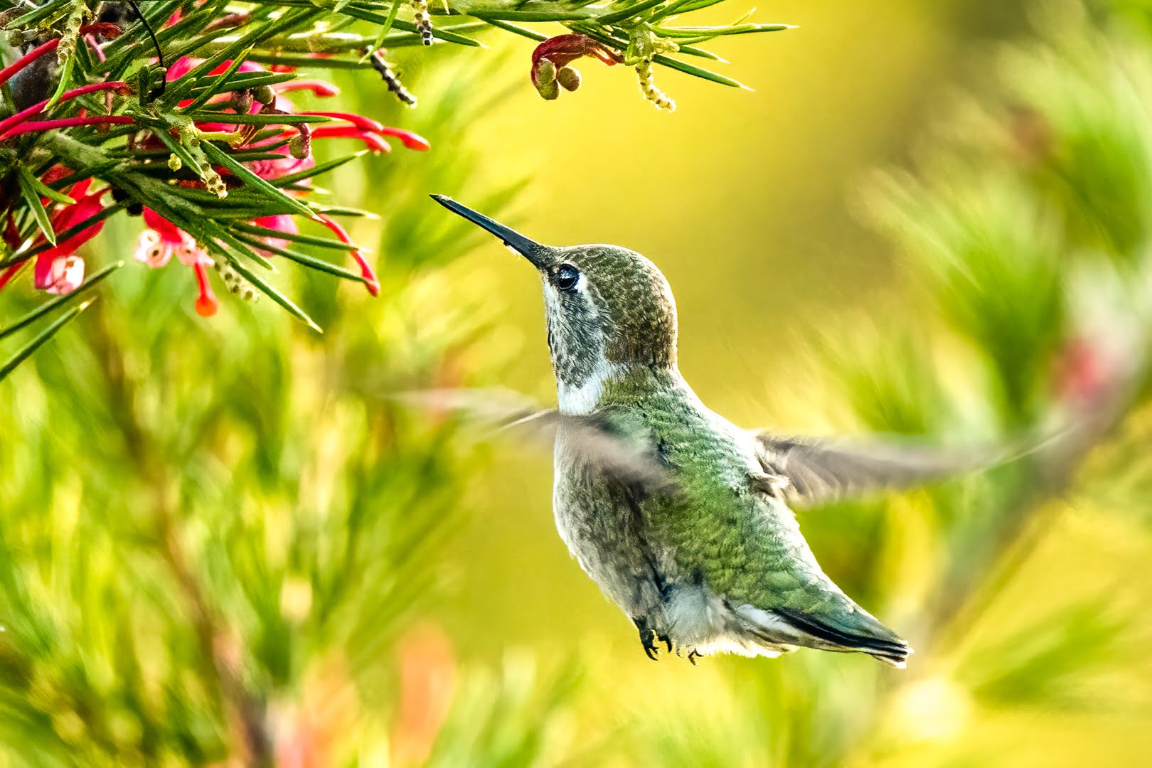 An Anna's humminbird hovers in front of a flower in Victoria, British Columbia, Canada.
