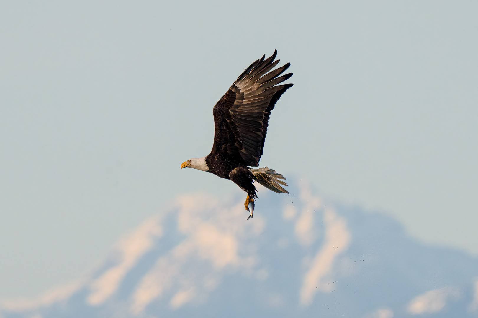 An eagle flies in front of a mountain carrying a herring.