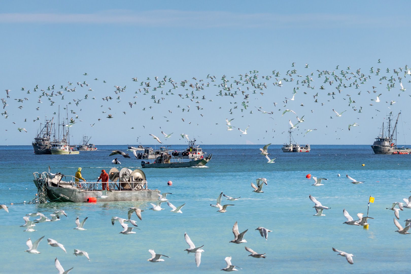 Seagulls fill the air as fishing boats throw their nets into the water during the herring spawn on Vancouver Island.