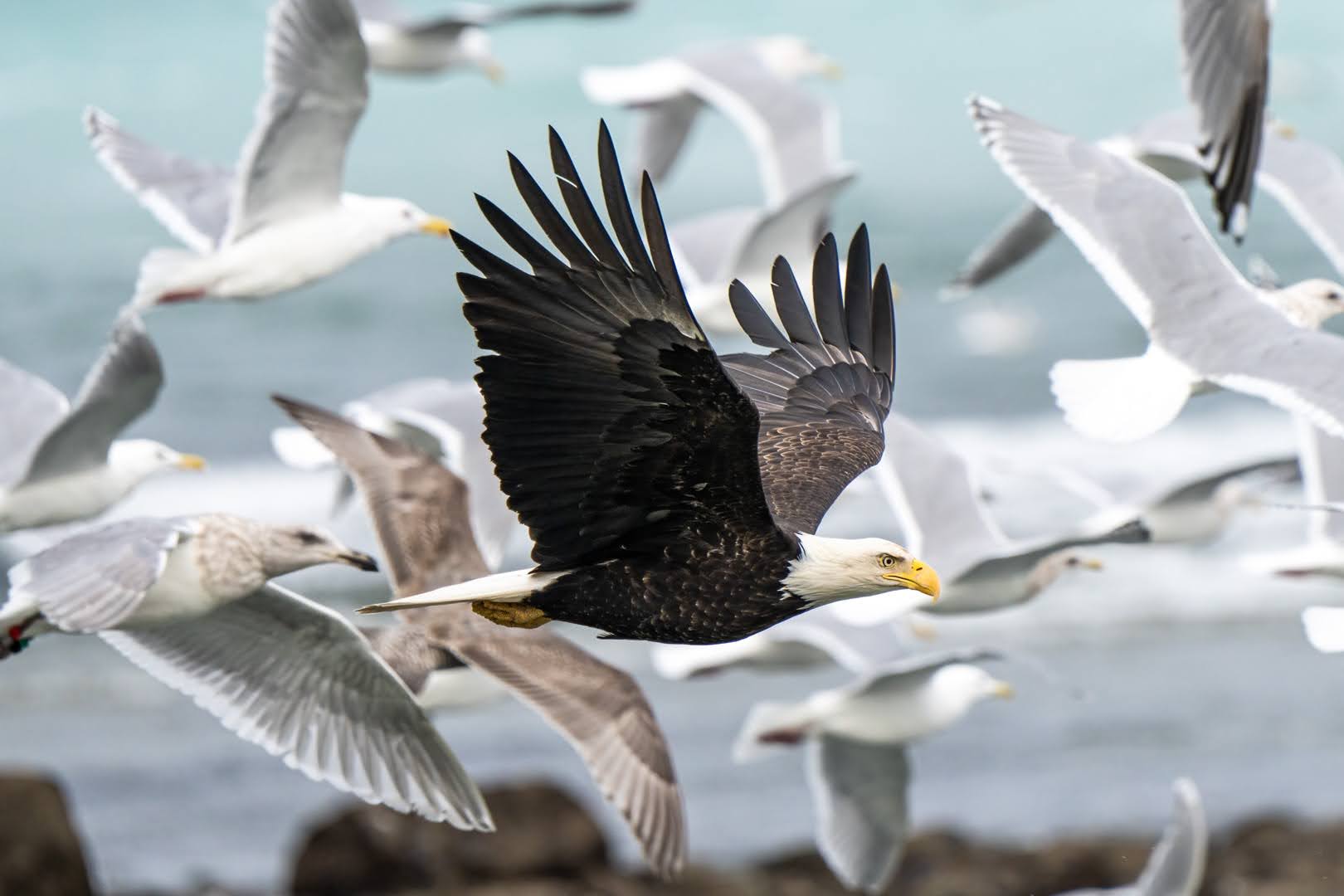 A bald eagle flies amid a flock of seagulls as it hunts for fish during the herring spawn on Vancouver Island.