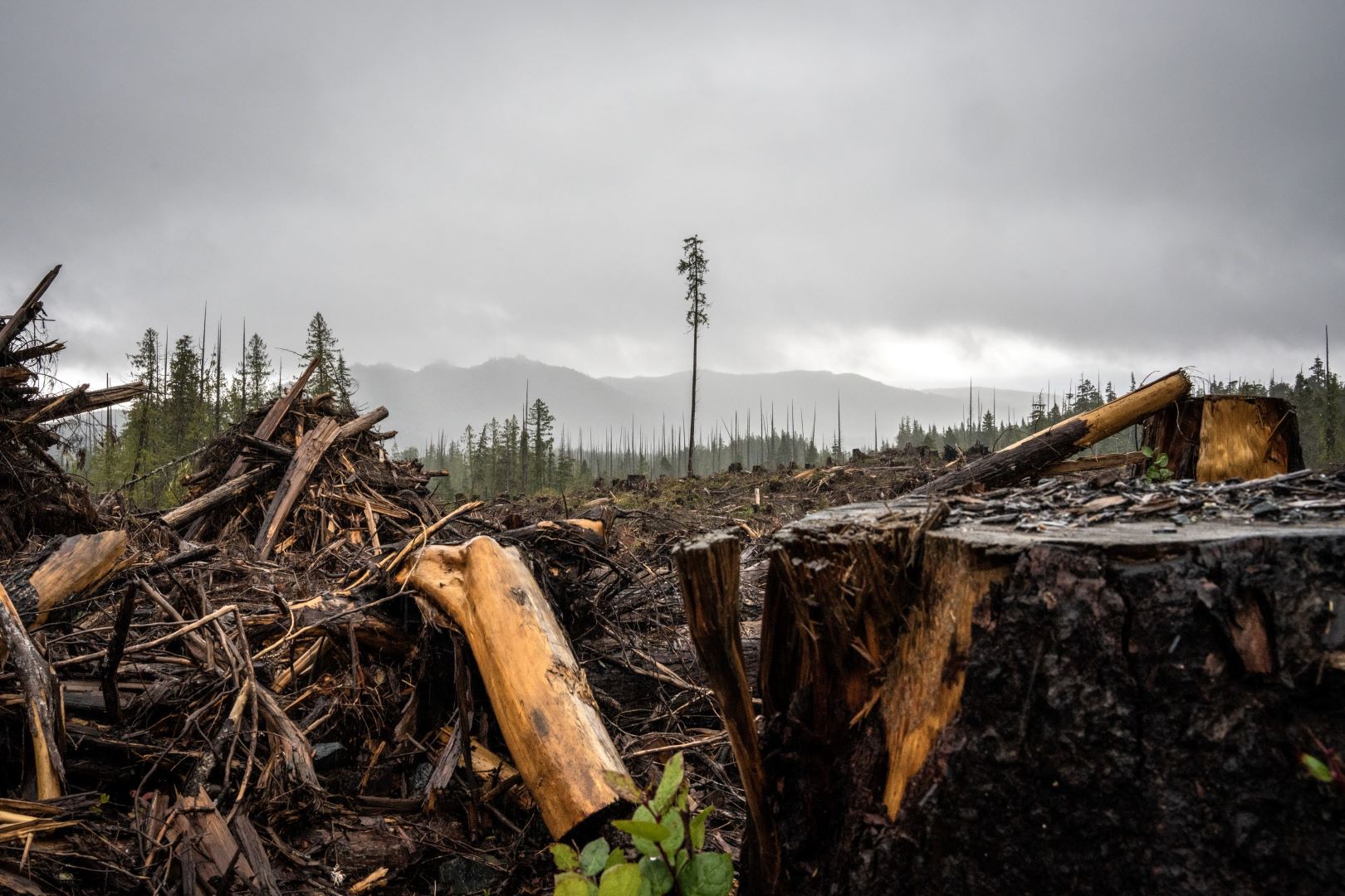 A lone old-growth tree remains standing in a recent clear cut on Northern Vancouver Island.