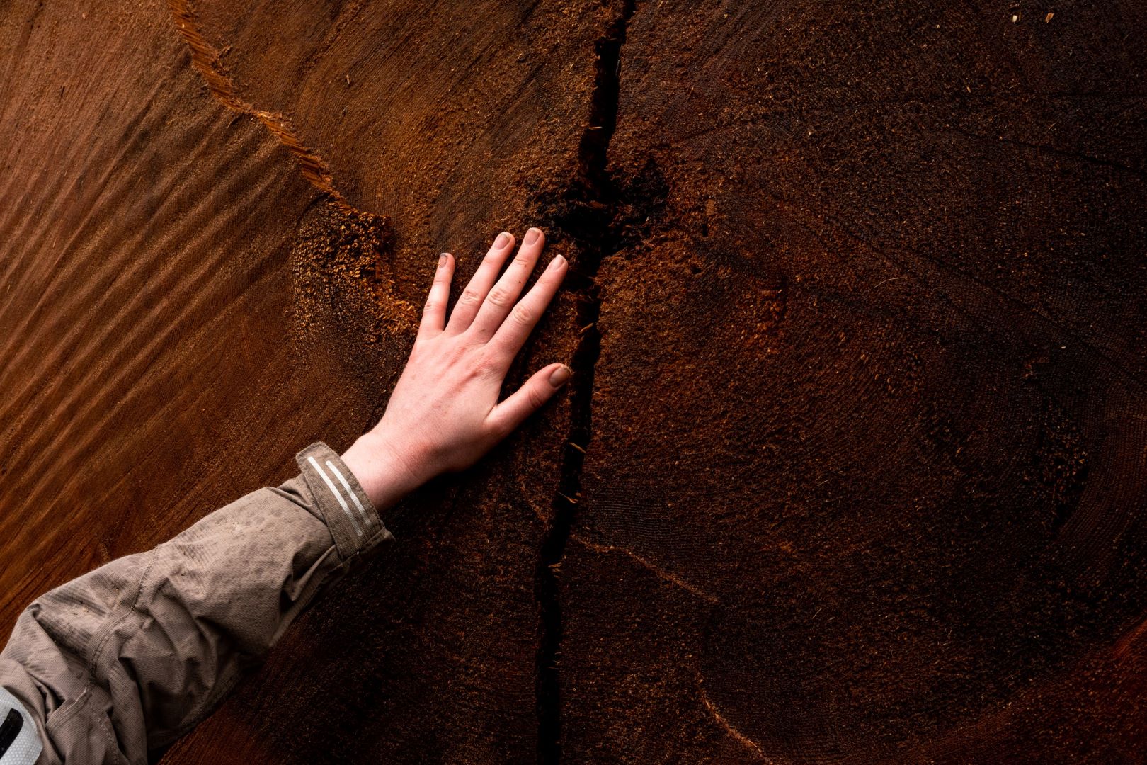 A hand placed on a recently logged centuries-old tree.