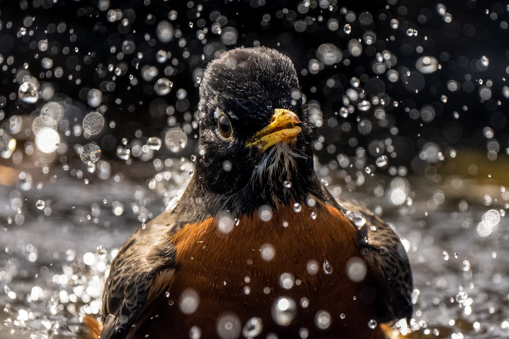 Robin taking a bath, sending water droplets everywhere.