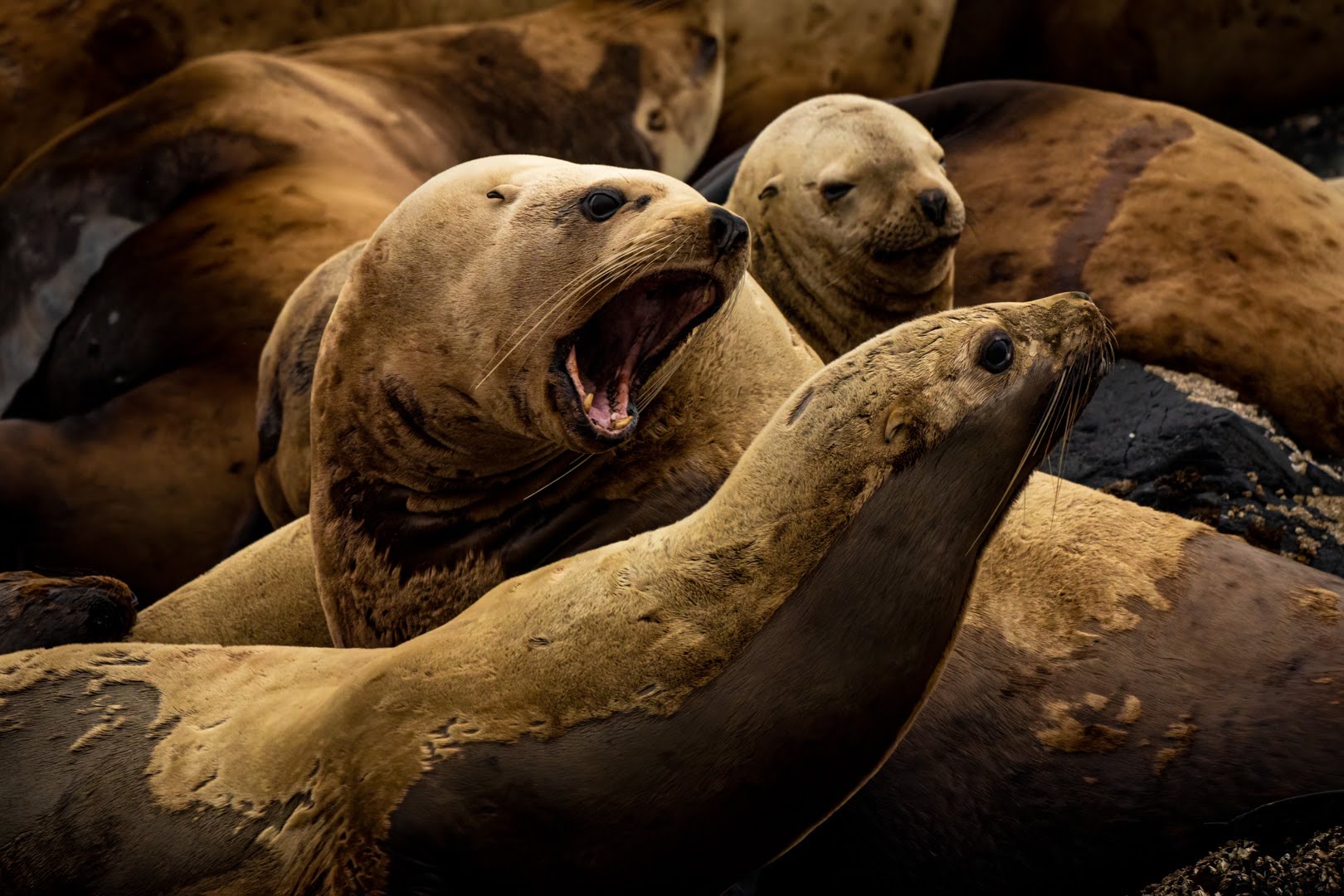 A sea lion barking at their neighbour in a colony off the coast of Tofino, British Columbia.