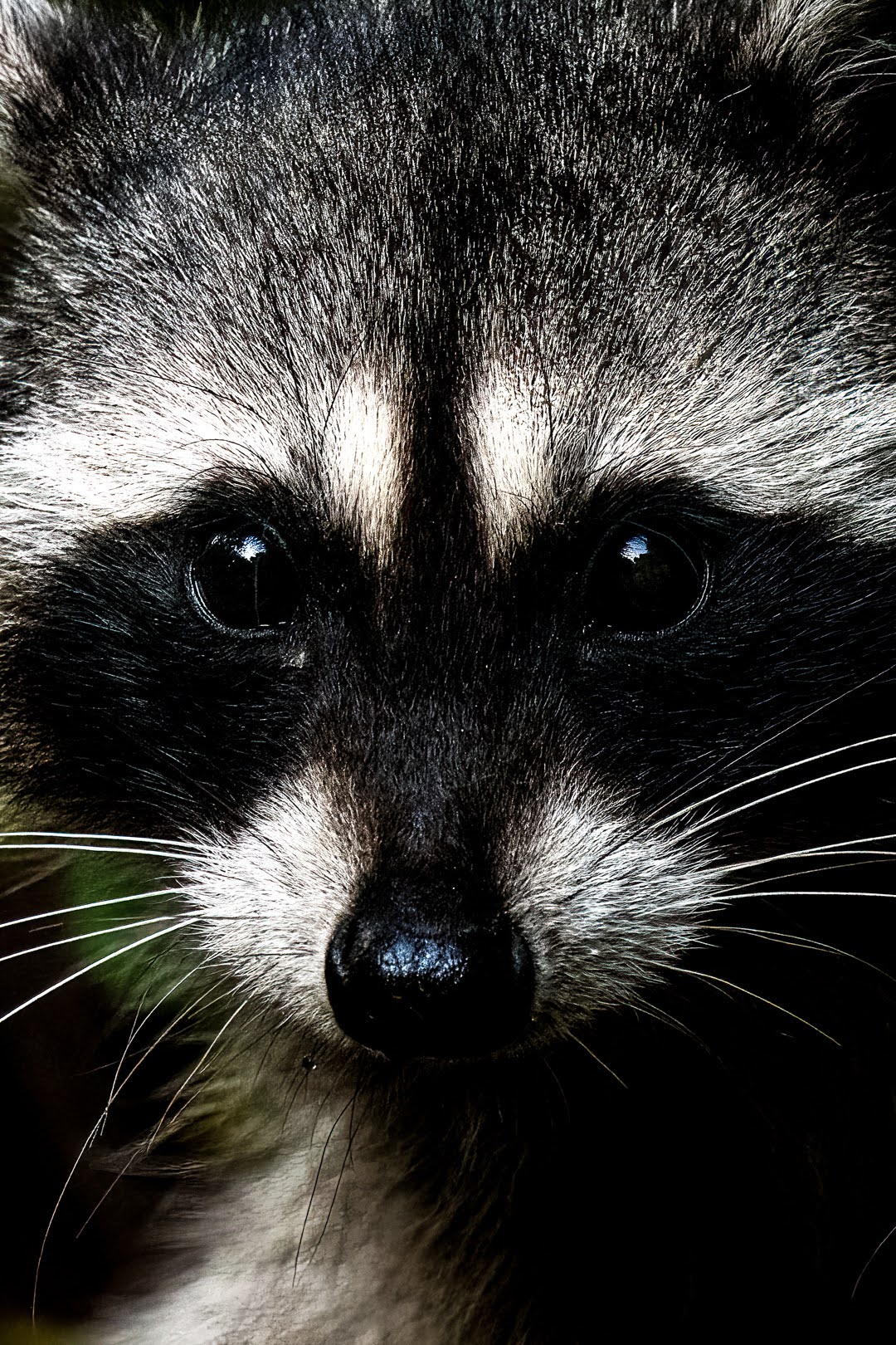A close up photo of a raccoon