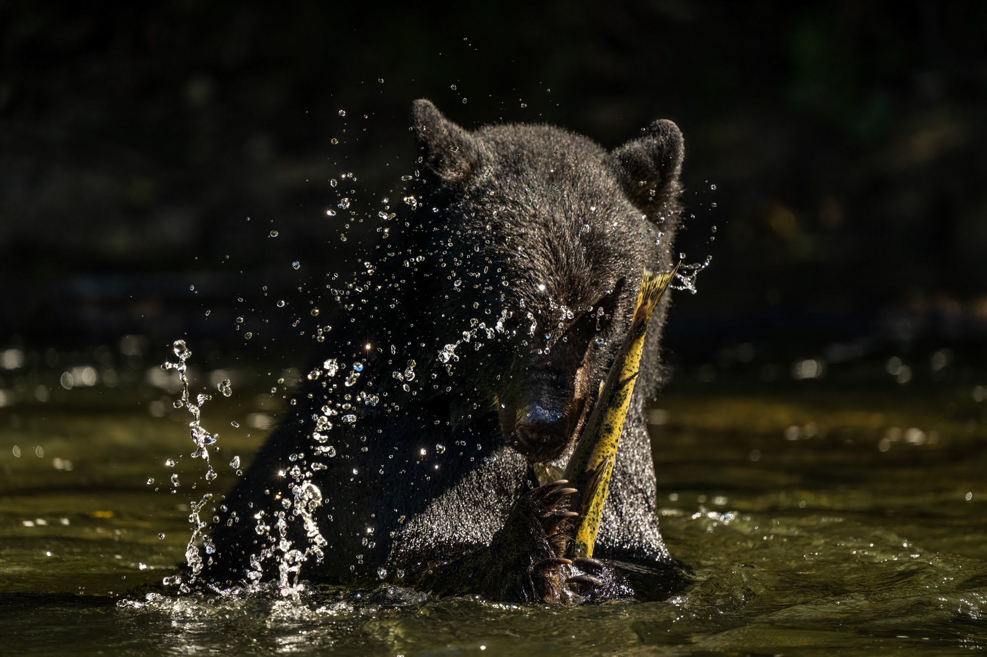 A black bear snatches up a dead salmon with a cascade of water.